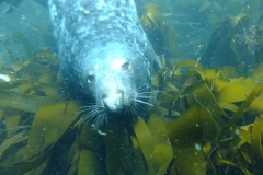 Scuba-School-Ltd-Lundy-Islands-Trip-2019-12