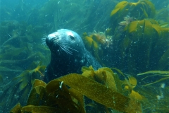 Scuba-School-Ltd-Lundy-Islands-Trip-2019-4